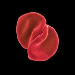 PETER GABRIEL - Scratch My Back /ee/ CD