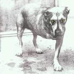 ALICE IN CHAINS - Alice In Chains CD