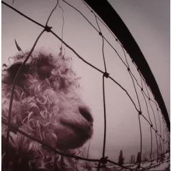 PEARL JAM - Vs. / vinyl bakelit / LP